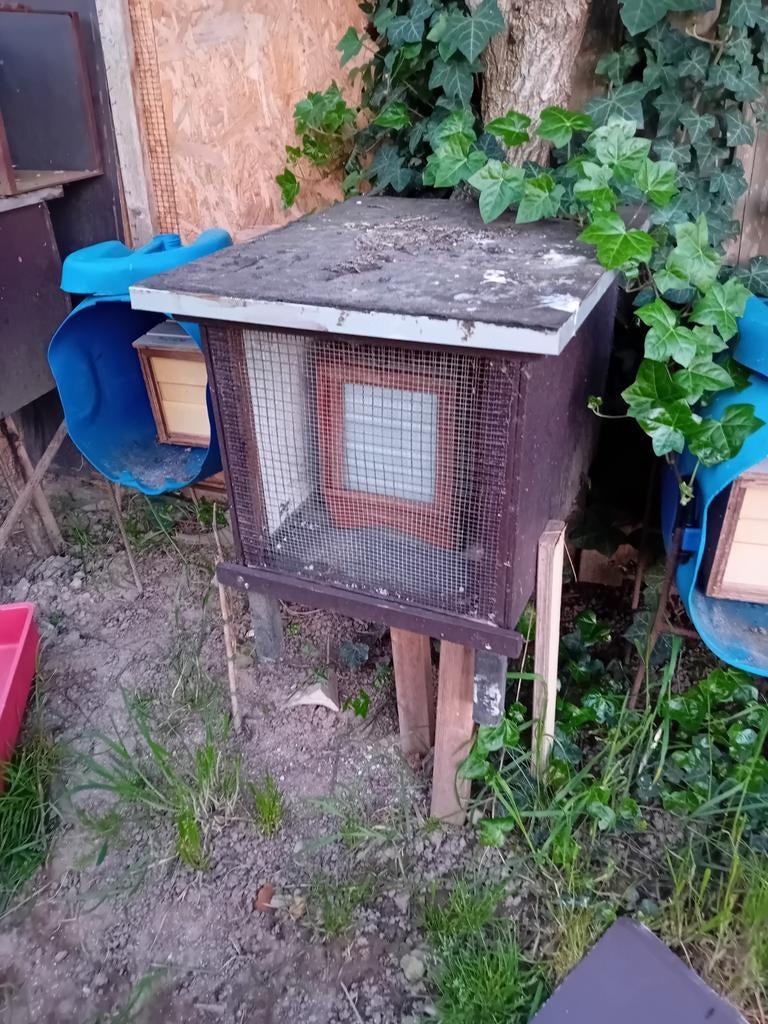 Vinken man opaal heeft 2 zangen, Mâle, Oiseau chanteur sauvage, Bagué