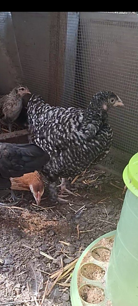 Mechelse koekoek jonge hen, Dieren en Toebehoren