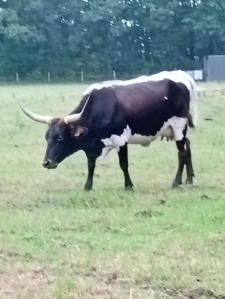 Geregistreerde Amerikaanse longhorn koe met stierkalf, Vrouwelijk, 3 tot 6 jaar
