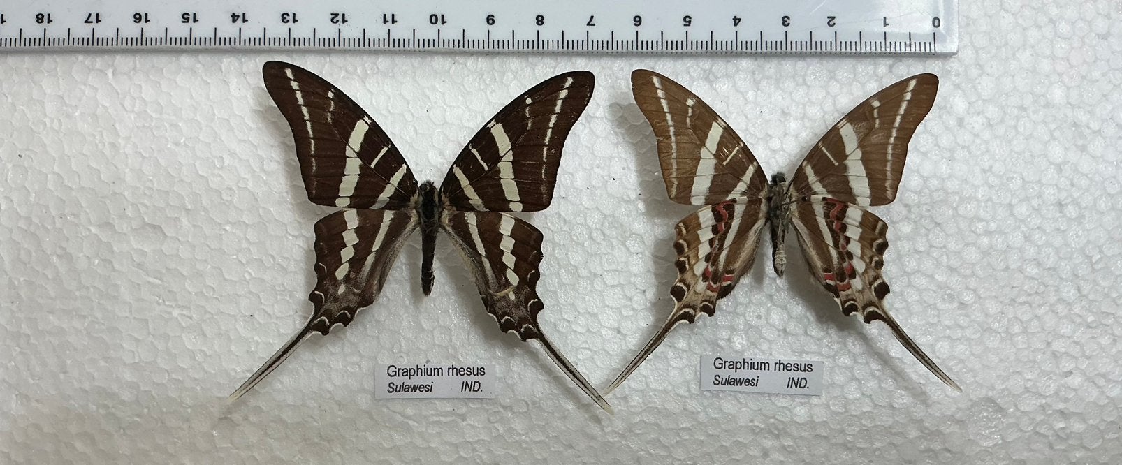 2x Graphium rhesus, recto/verso, 8€ samen, Ophalen, Zo goed als nieuw