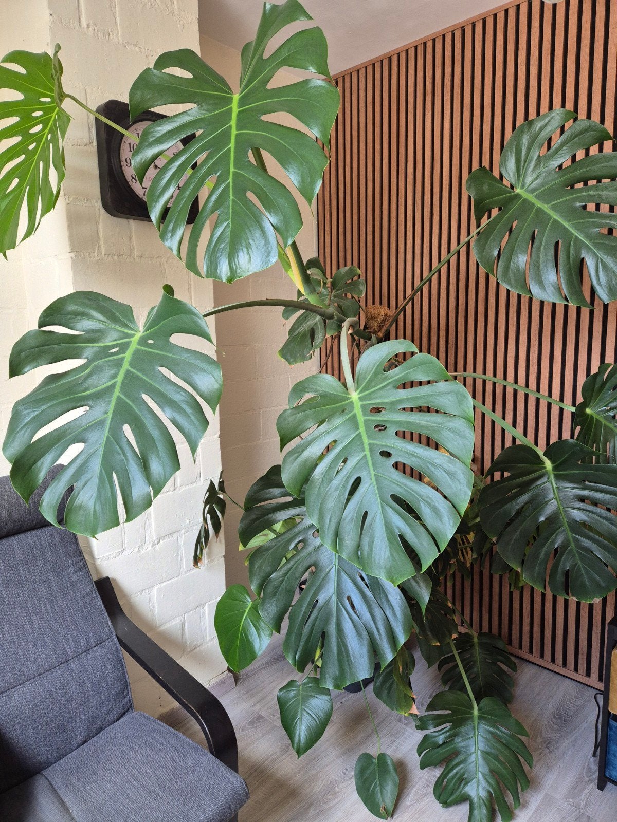 GROTE PLANT, Ophalen of Verzenden