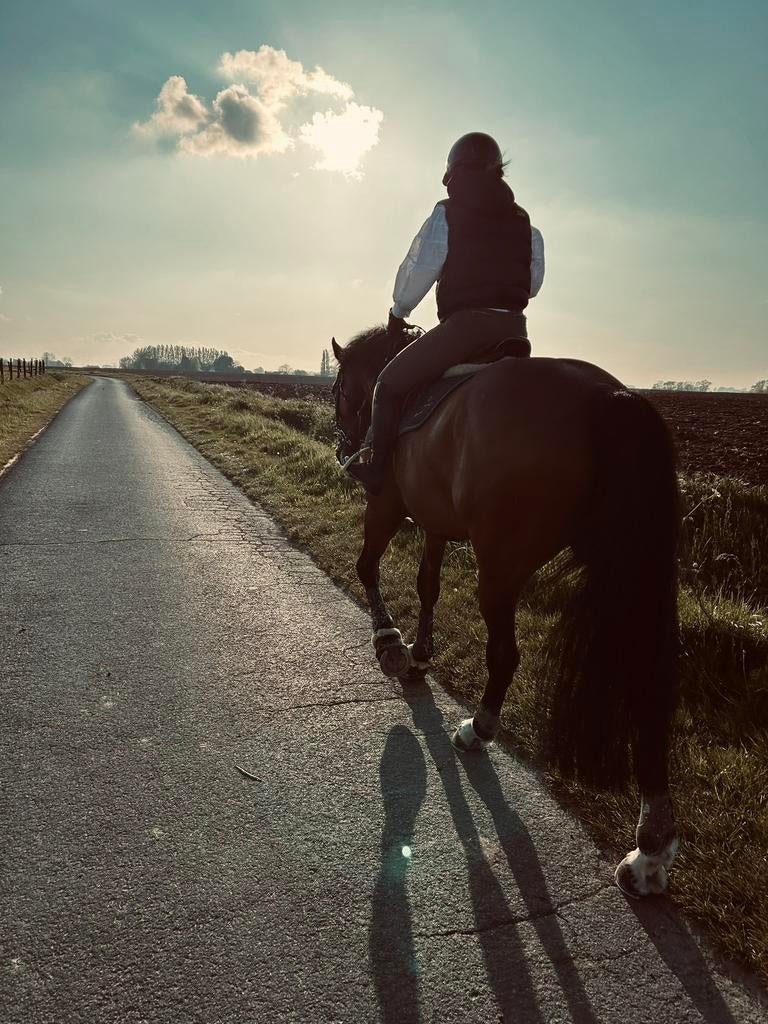 Lieve 12 jarige merrie te koop, Enlèvement, Comme neuf