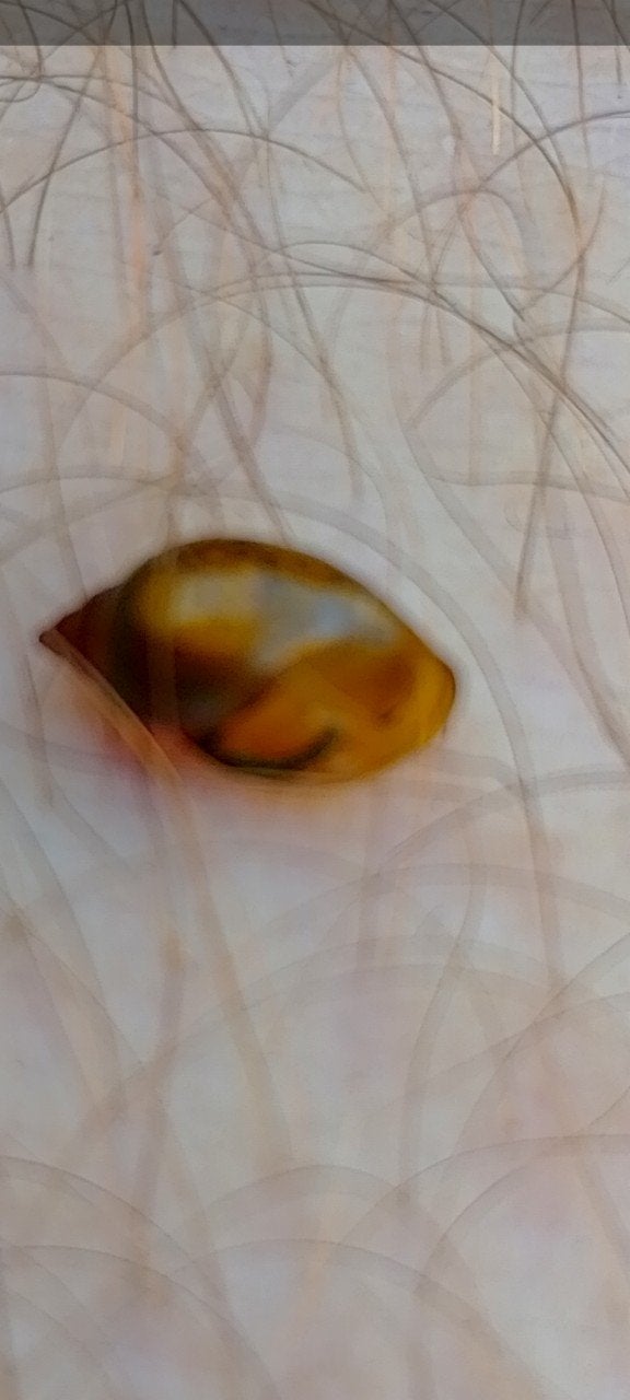 Weet iemand welke slak dit is, Dieren en Toebehoren, Ophalen
