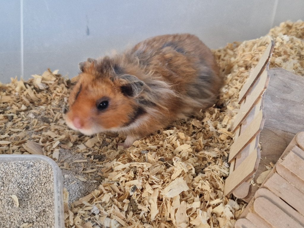 Hamster a donner, Dieren en Toebehoren, Knaagdieren, Januari, Mannelijk, Hamster