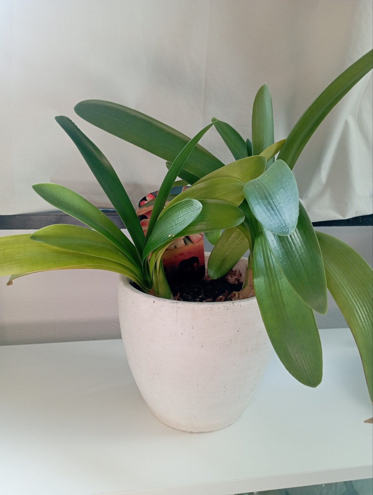 Clivia kamerplant (oranje bloemen), Ophalen