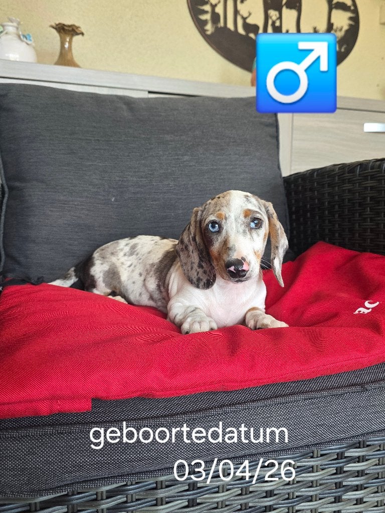 mooie korthaar teckel pups, Dieren en Toebehoren, Parvo, België, 8 tot 15 weken, Korthaar
