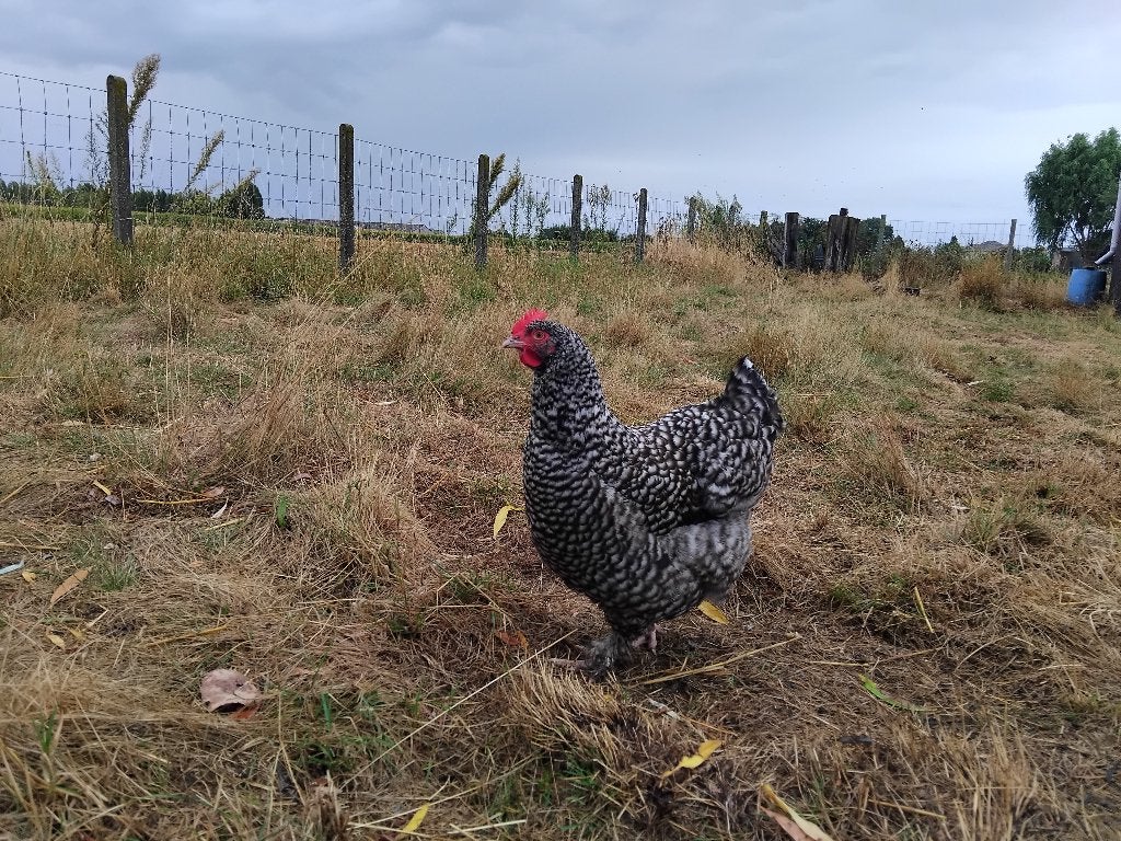 Poules Coucou de Malines, Femelle, Poule ou poulet