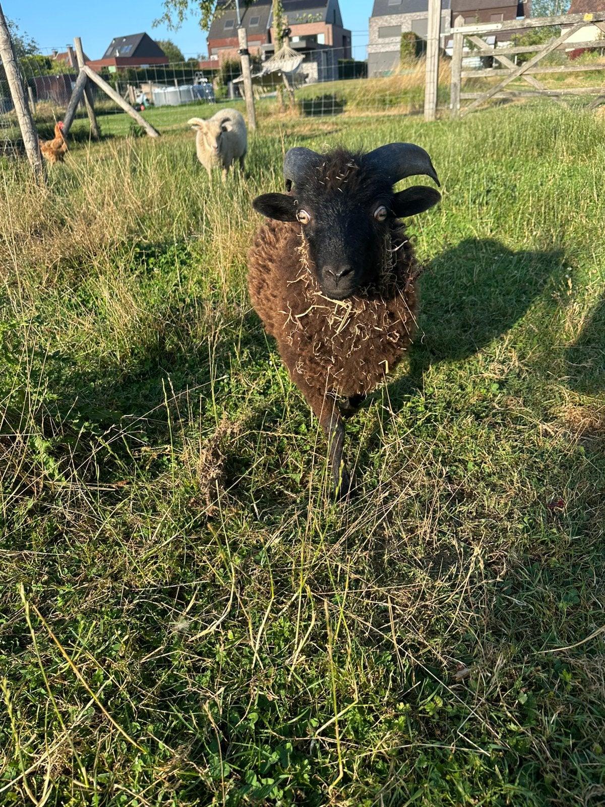 Ouessant ram, Mannelijk, Schaap, 0 tot 2 jaar