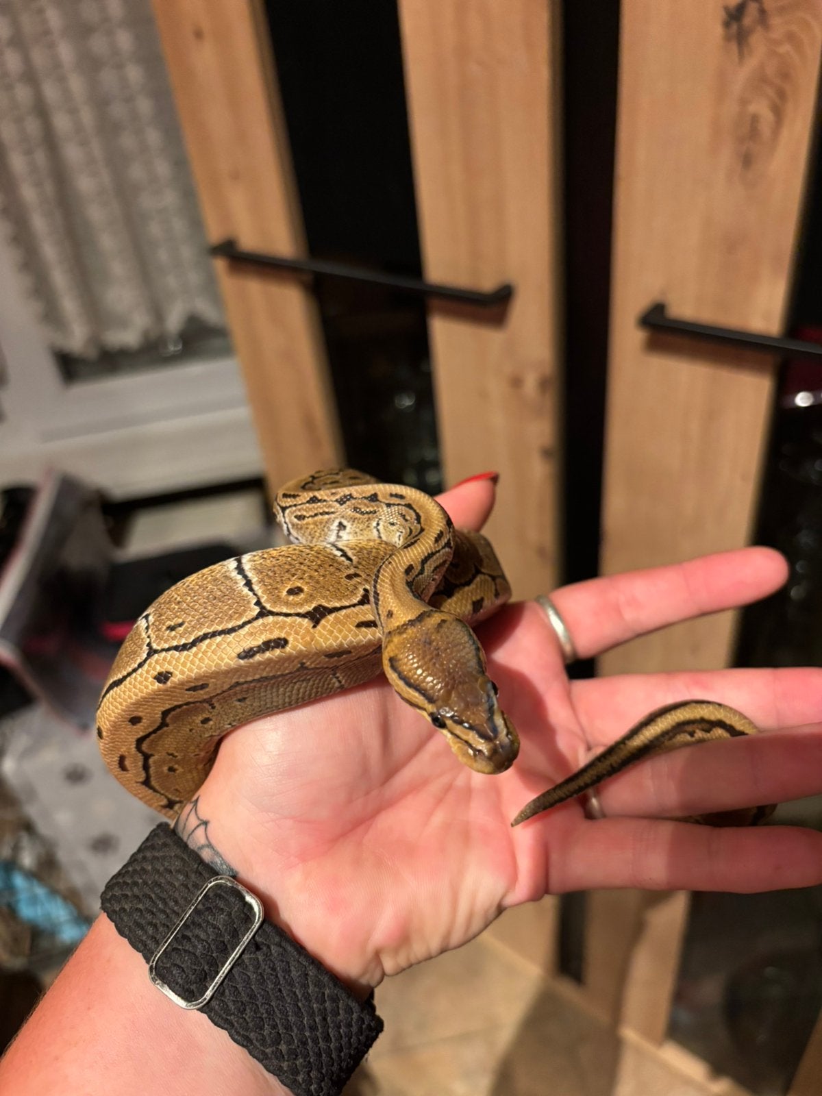 Python nk 2026, Dieren en Toebehoren, Reptielen en Amfibieën, Slang, 0 tot 2 jaar