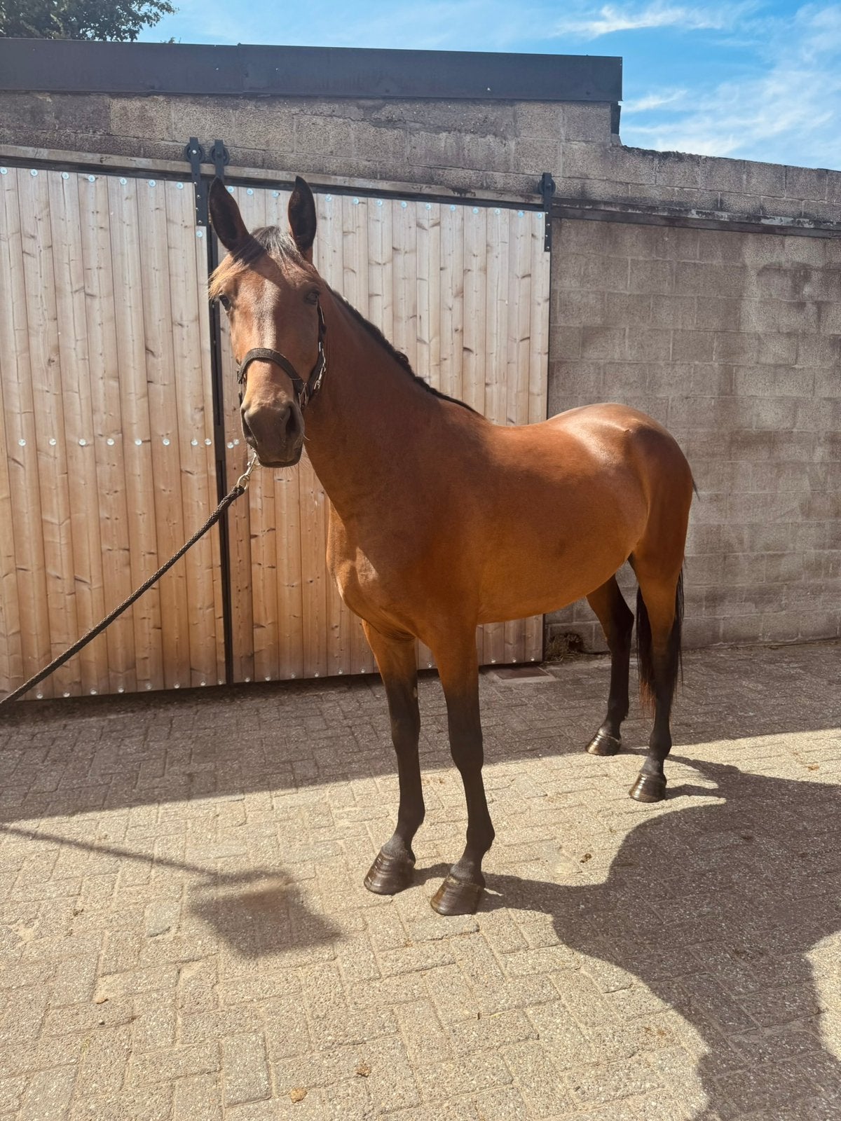 Super brave 3 jarige merrie, Avec pedigree, Moins de 160 cm, Non dressé, Cheval de saut
