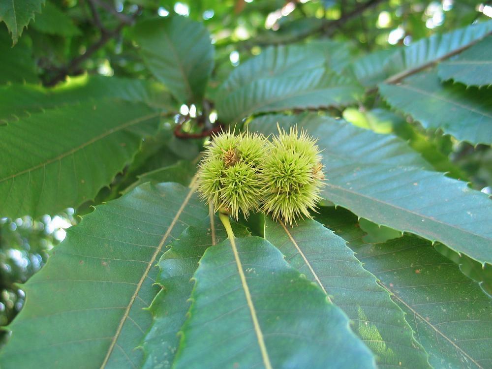Tamme Kastanjeboom (Castanea sativa), Ophalen, Lente, Halfschaduw