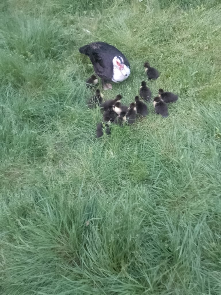 Barberie eenden, Dieren en Toebehoren, Meerdere dieren, Eend