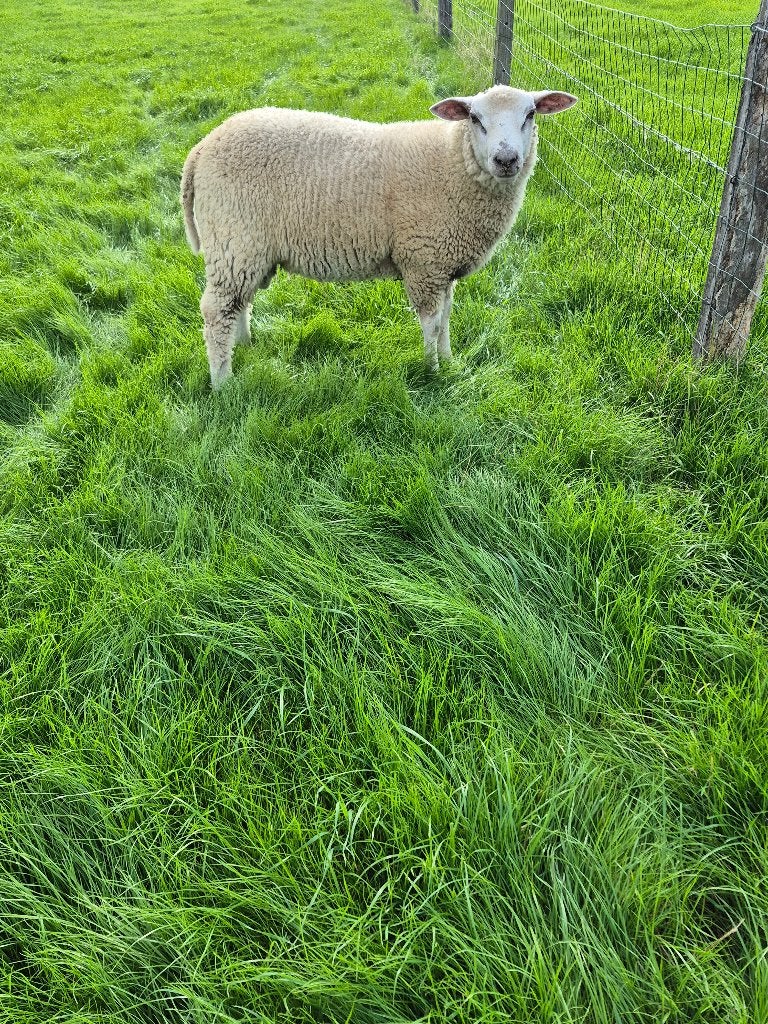 Schapen bok, Mannelijk, Schaap, 0 tot 2 jaar