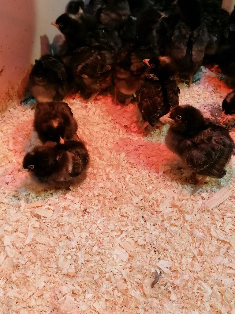 kabir TURBO/Malinois Coucou/Cou nu pour le 22 septembre, Sexe inconnu, Poule ou poulet