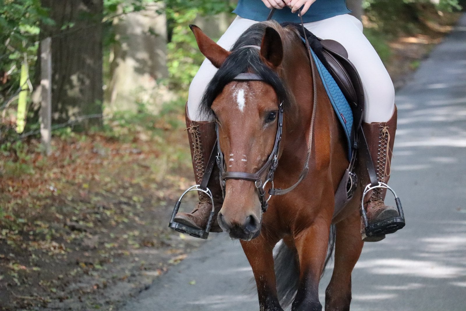 Spaanse merrie, Dieren en Toebehoren, Paarden, Merrie, Minder dan 160 cm, Recreatiepaard, 11 jaar of ouder