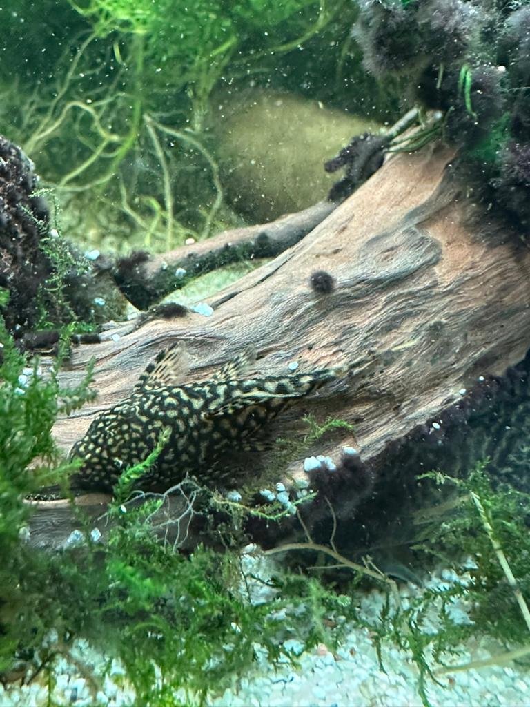 Borstelneus pleco / algeneter, Dieren en Toebehoren, Vissen | Aquariumvissen, Zoetwatervis, Vis