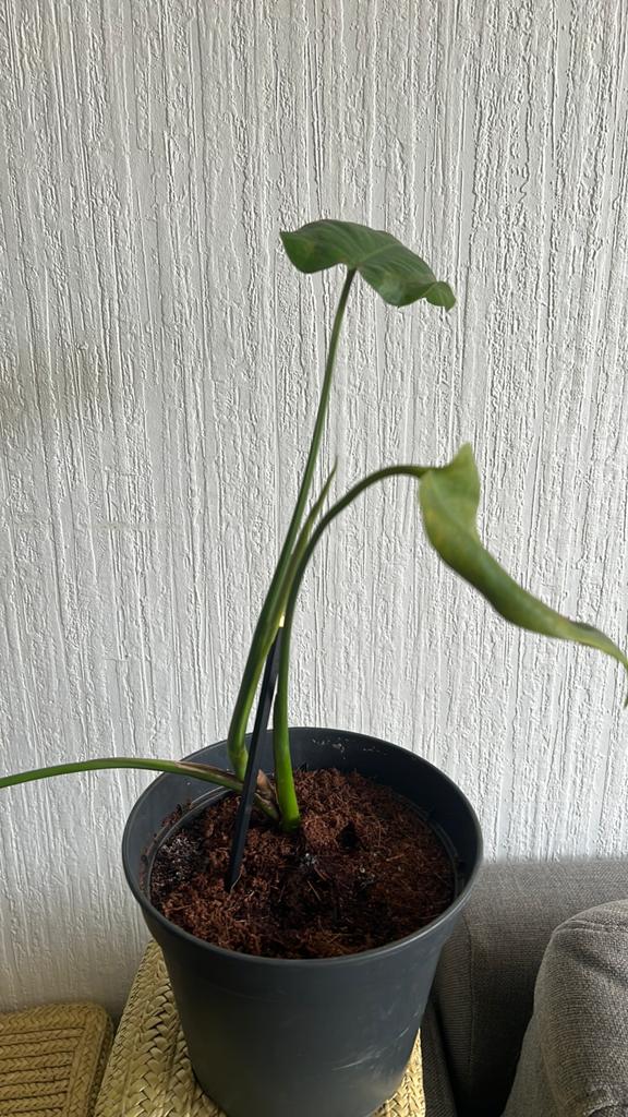 Monstera deliciosa pleine de potentiel, Enlèvement