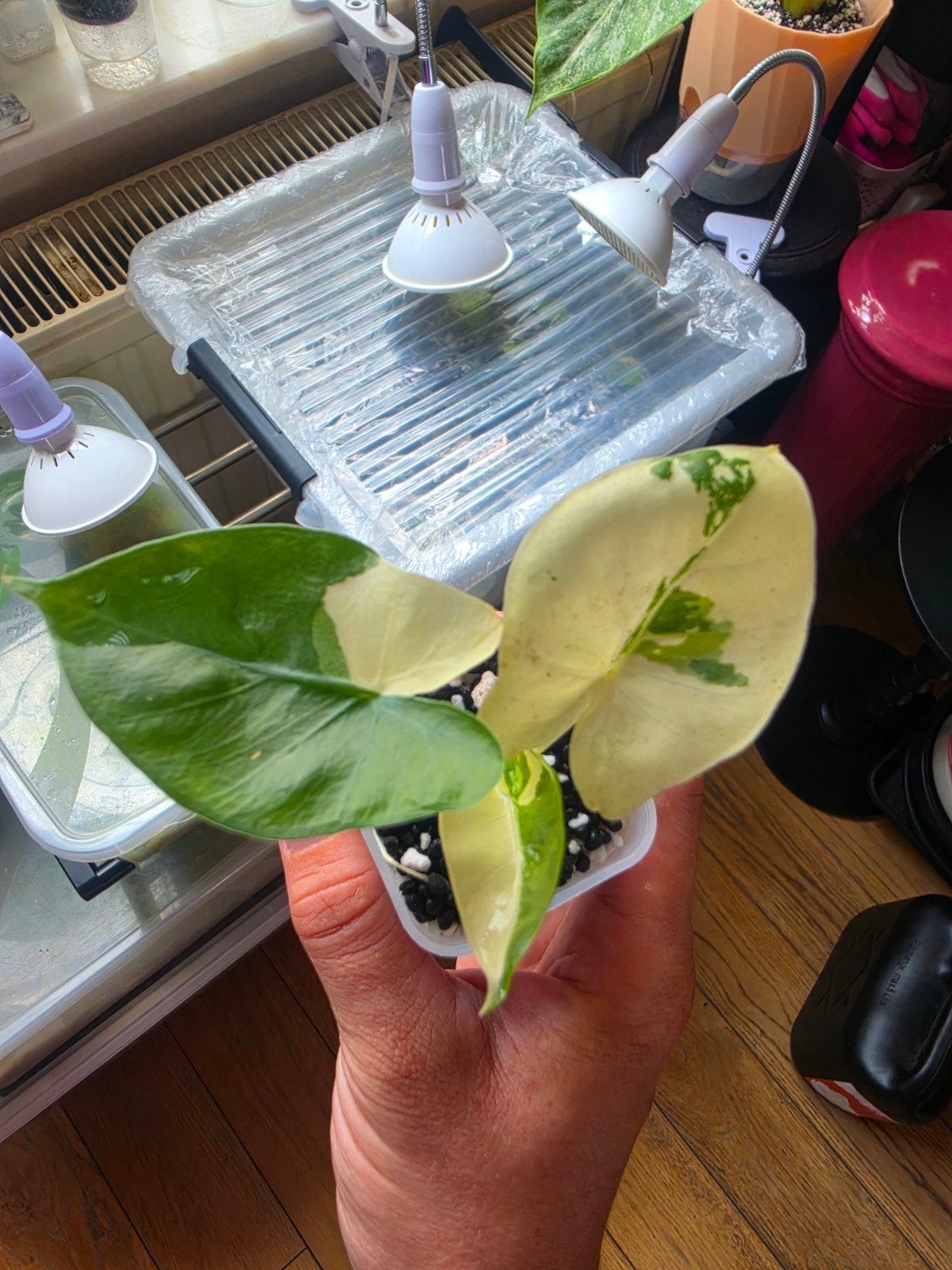 Alocasia Odora albo variegata, Enlèvement ou Envoi