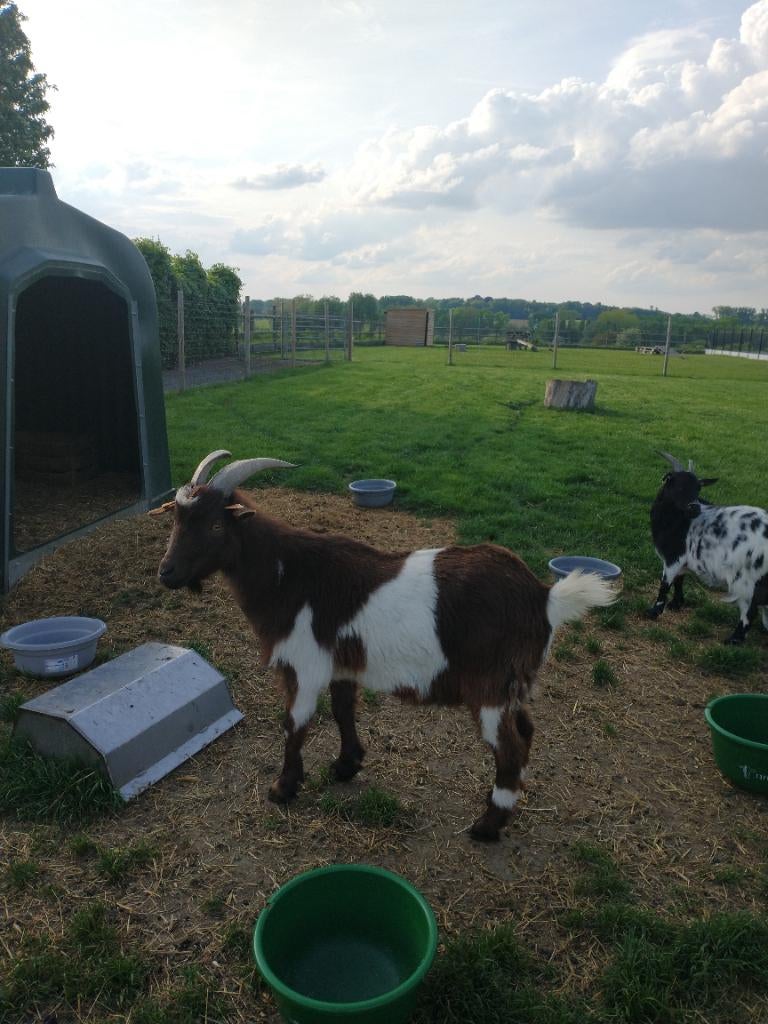 Gecastreerde bok, Dieren en Toebehoren, Mannelijk, Geit