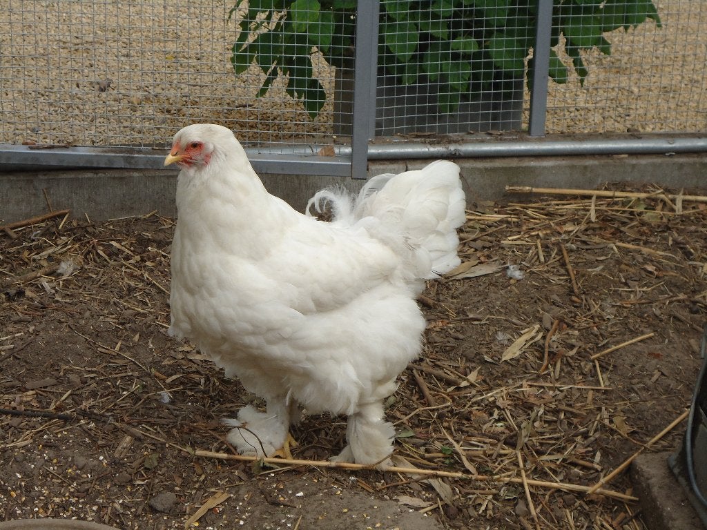 kippen : Brahma's, Dieren en Toebehoren, Meerdere dieren, Kip