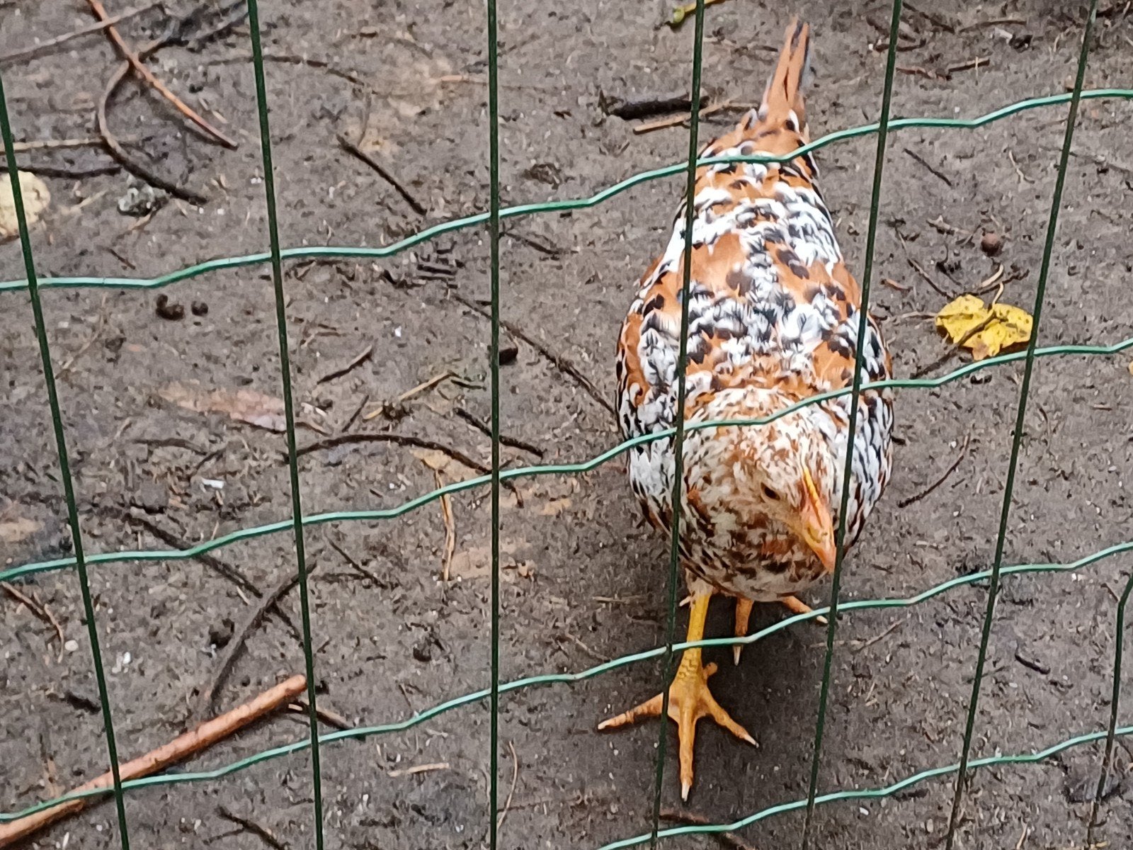 prachtige jonge porcelein leghorn hen