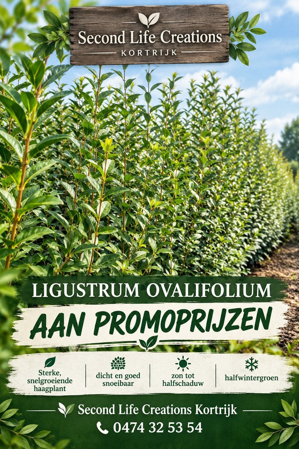‼️Ligustrum Ovalifolium aan promoprijzen ‼️, Ophalen, Taxus