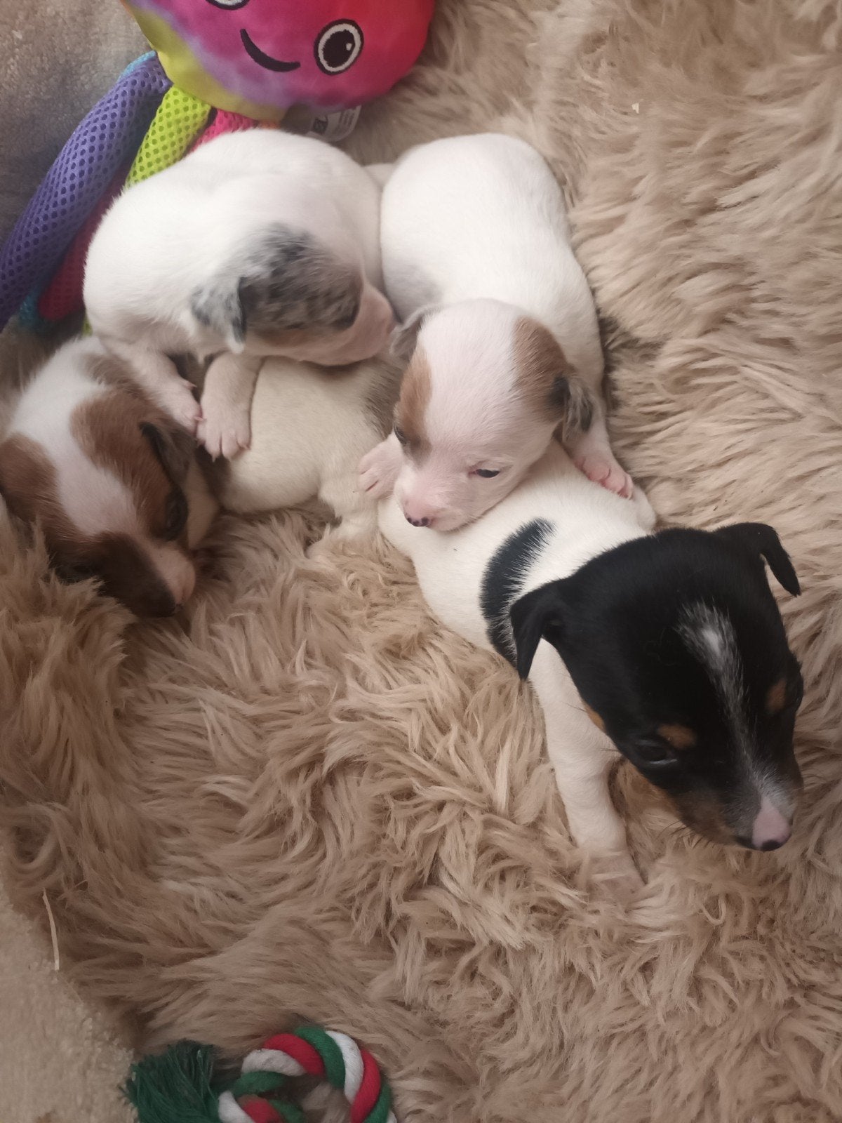 Mooie Jack Russel puppy s !, Dieren en Toebehoren, België, Fokker | Hobbymatig, Jack Russell Terriër, 8 tot 15 weken