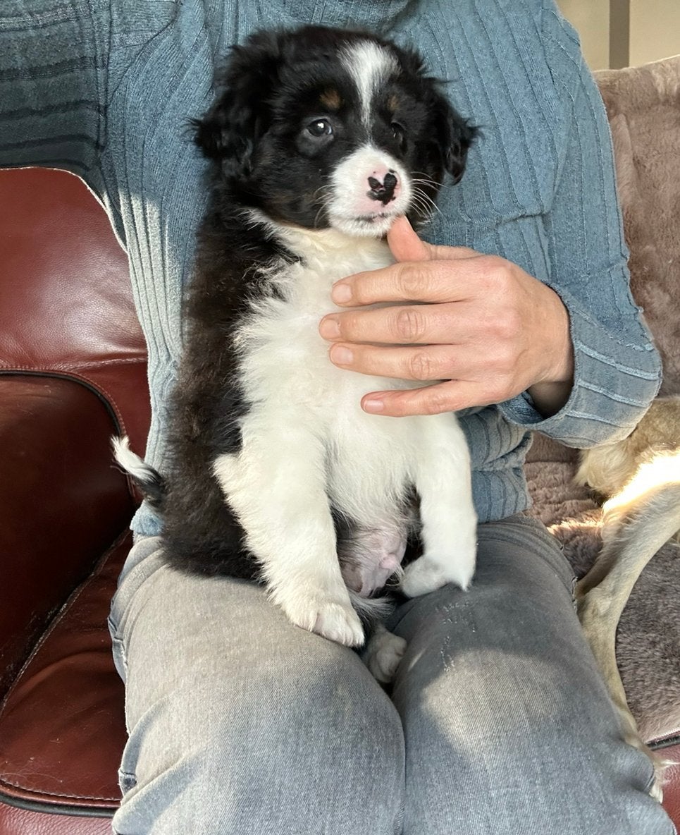 Miniature american shepherd reu, Dieren en Toebehoren, België, Reu, CDV (hondenziekte), 8 tot 15 weken