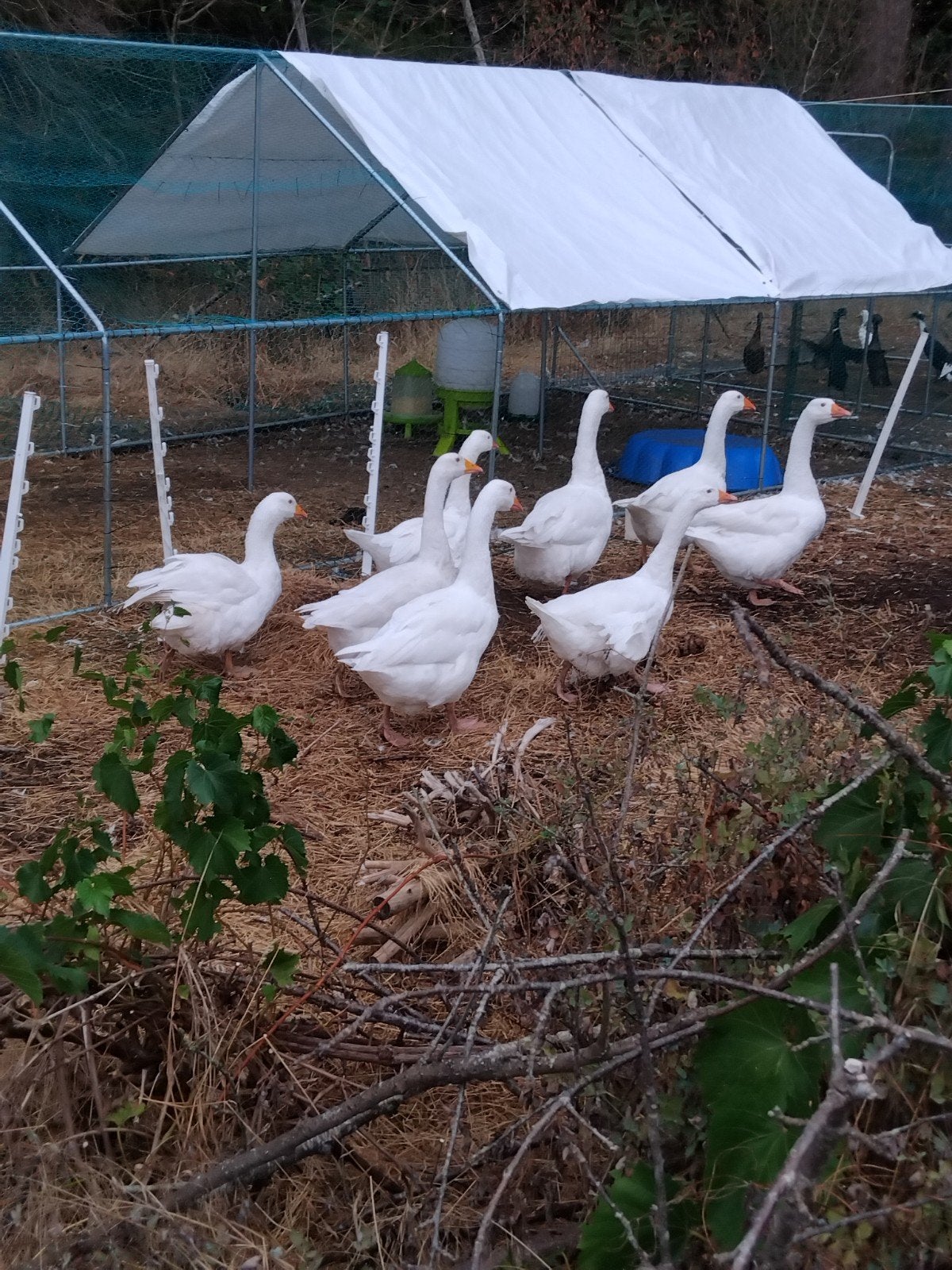 witte ganzen, Dieren en Toebehoren, Pluimvee