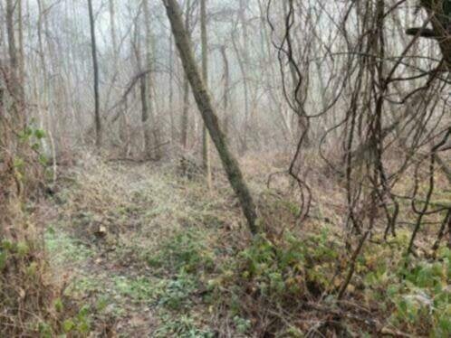 Hele bos te koop te Geel (Agrarisch gebied), Immo, 2440 geel, 1500 m² of meer