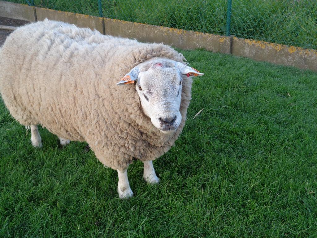 SCHAAP RAM, Dieren en Toebehoren, Schapen, Geiten en Varkens, Mannelijk, Schaap, 0 tot 2 jaar