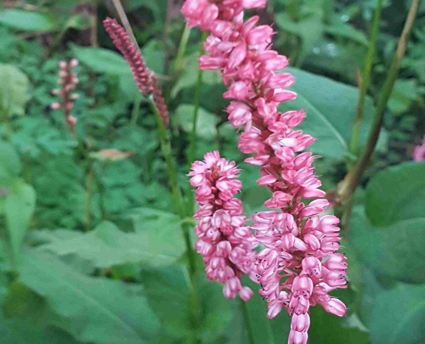Persicaria amplexicaulis "Alpenglow", Tuin en Terras, Bodembedekkers, Vaste plant, Ophalen of Verzenden, Halfschaduw