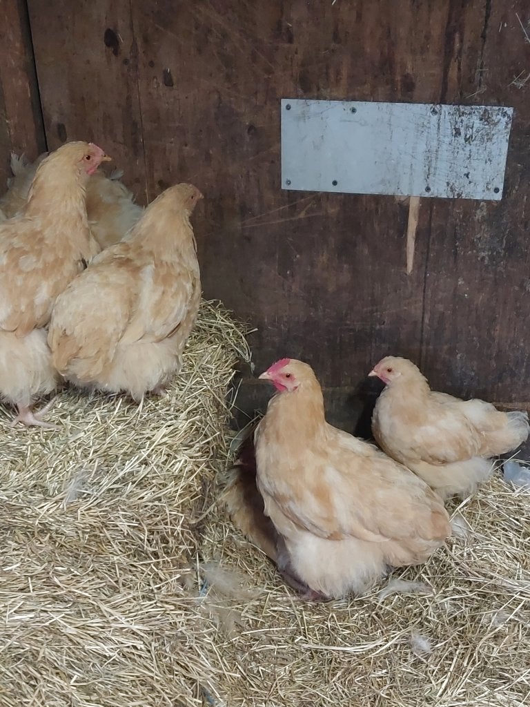 Orpington jonge kippen, Dieren en Toebehoren, Pluimvee, Meerdere dieren, Kip