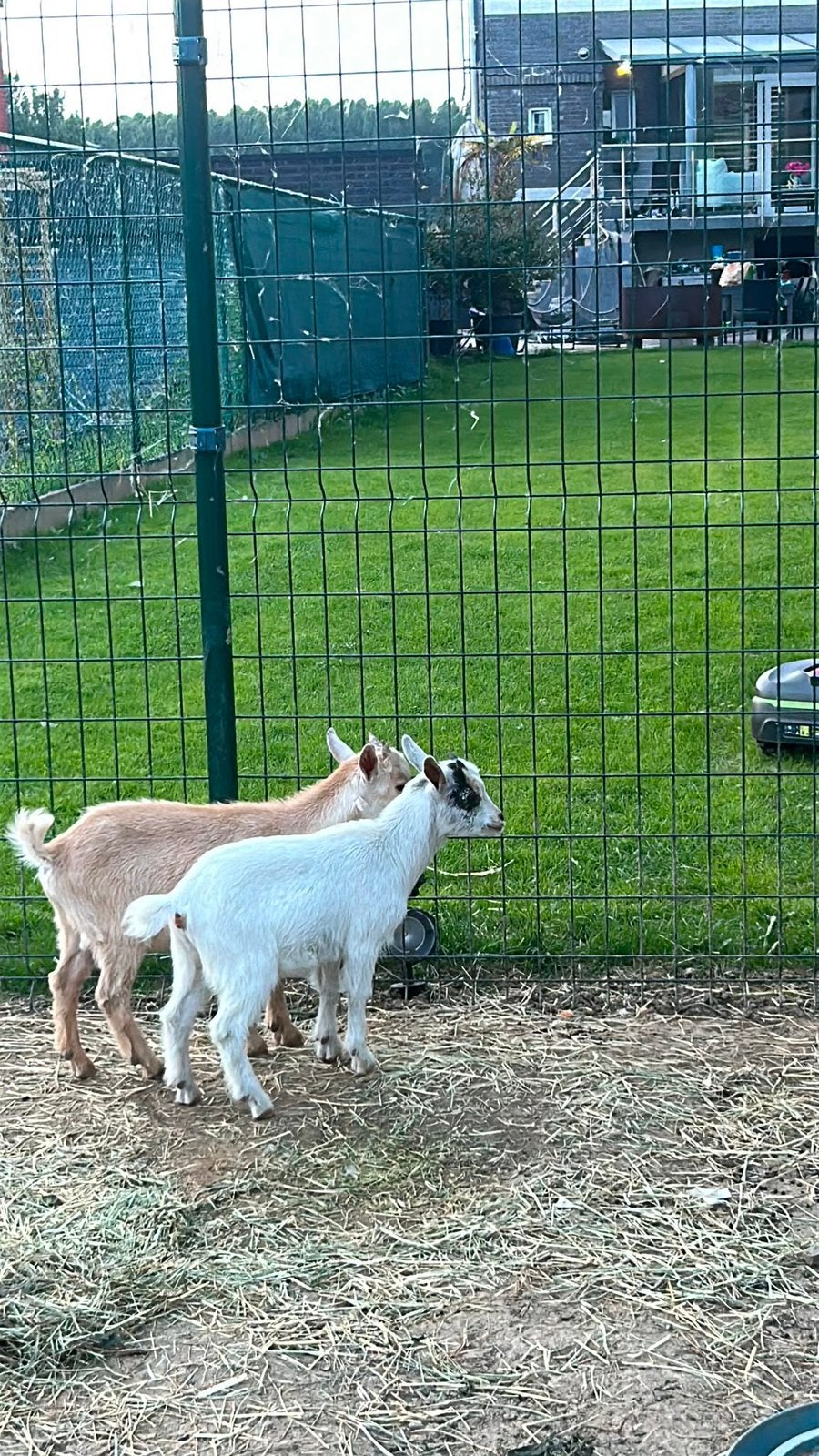 2 chevres naine male et femelles, Plusieurs animaux, Chèvre, 0 à 2 ans