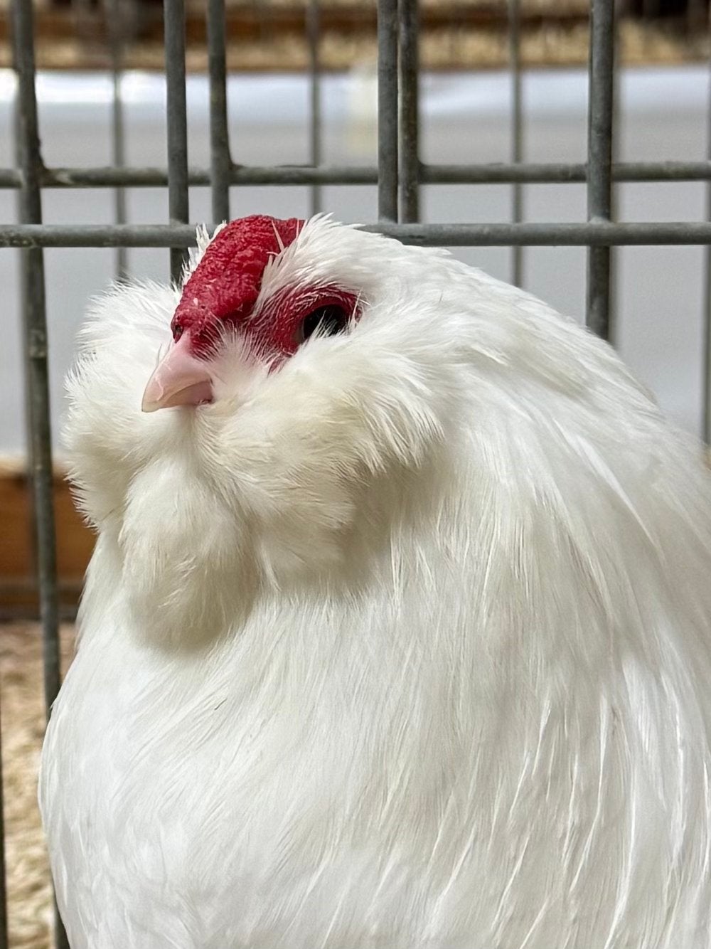 Witte Antwerpse baardkriel, Dieren en Toebehoren