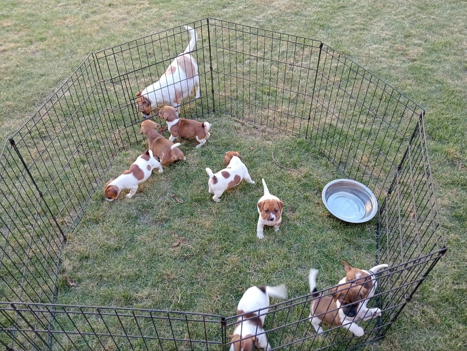 Jack Russel puppys, Dieren en Toebehoren, Parvo, België, Jack Russell Terriër, 8 tot 15 weken