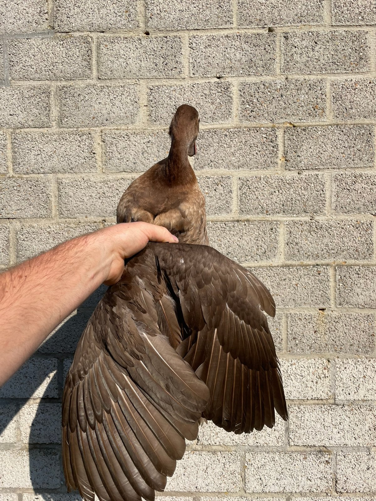Barberie vrouwtjes bruin, Dieren en Toebehoren