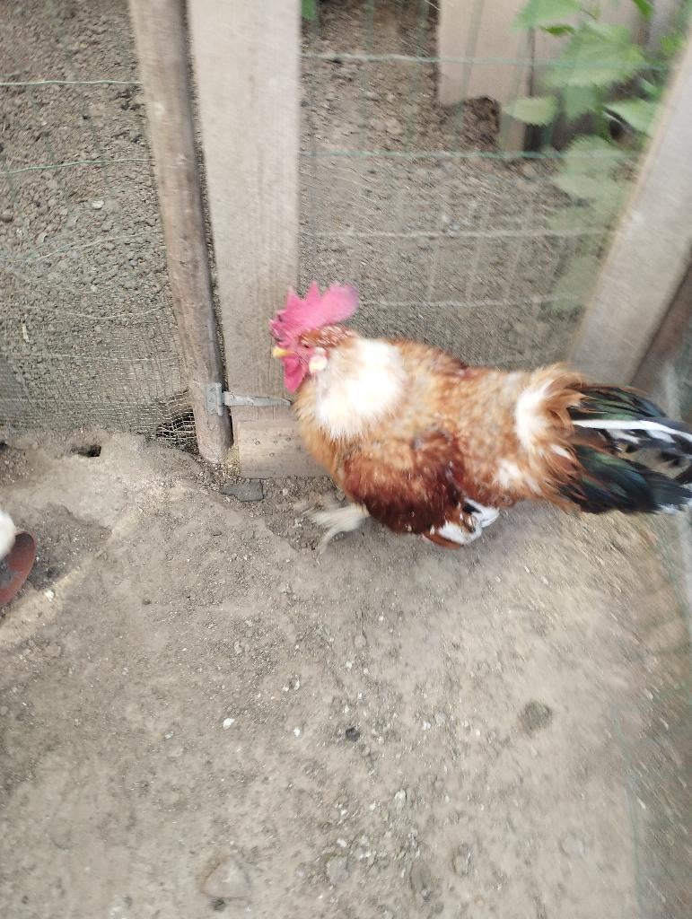 Porselein Leghorn haan, Dieren en Toebehoren, Pluimvee, Mannelijk, Kip