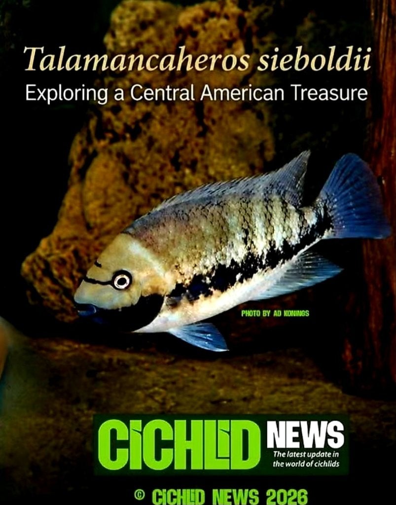Aquariumvissen Bandiet cichliden, Vis, Zoetwatervis