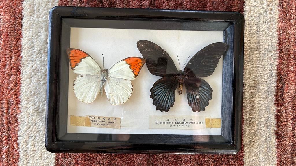 Vintage kader 2 vlinders Papilio memnon agenor en Hebomoia, Ophalen of Verzenden