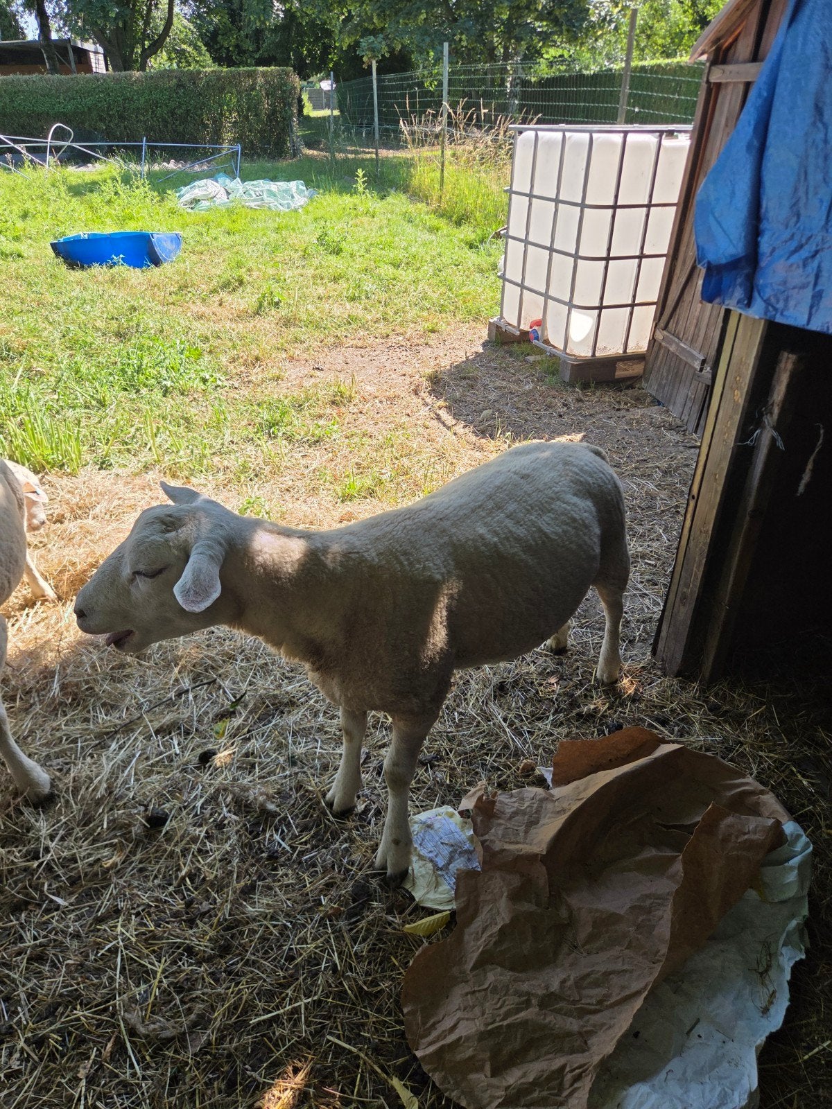 Mooie dekram 1,5 jaar, Animaux & Accessoires, Moutons, Chèvres & Cochons