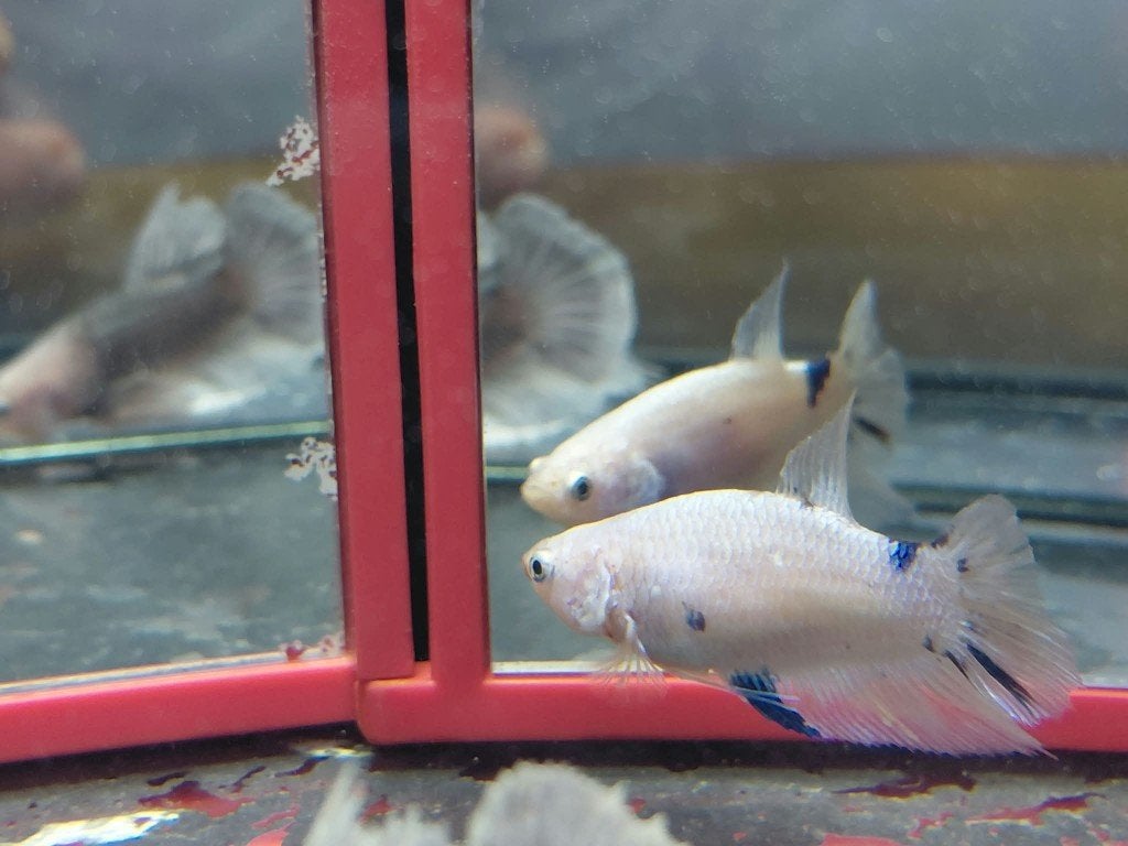 Betta vrouw halfmoon, Dieren en Toebehoren, Vissen | Aquariumvissen, Vis