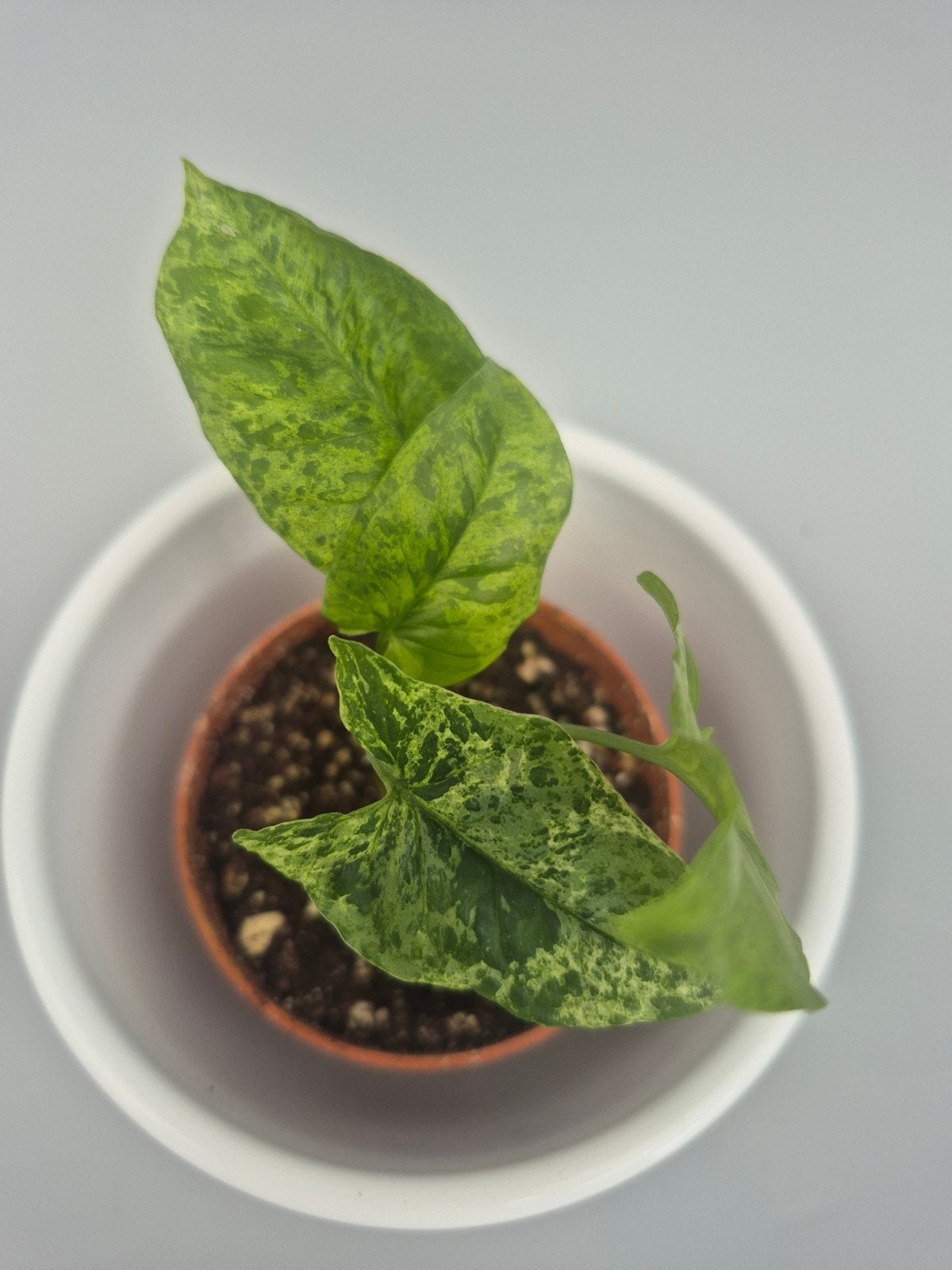 syngonium Mojito, Ophalen of Verzenden