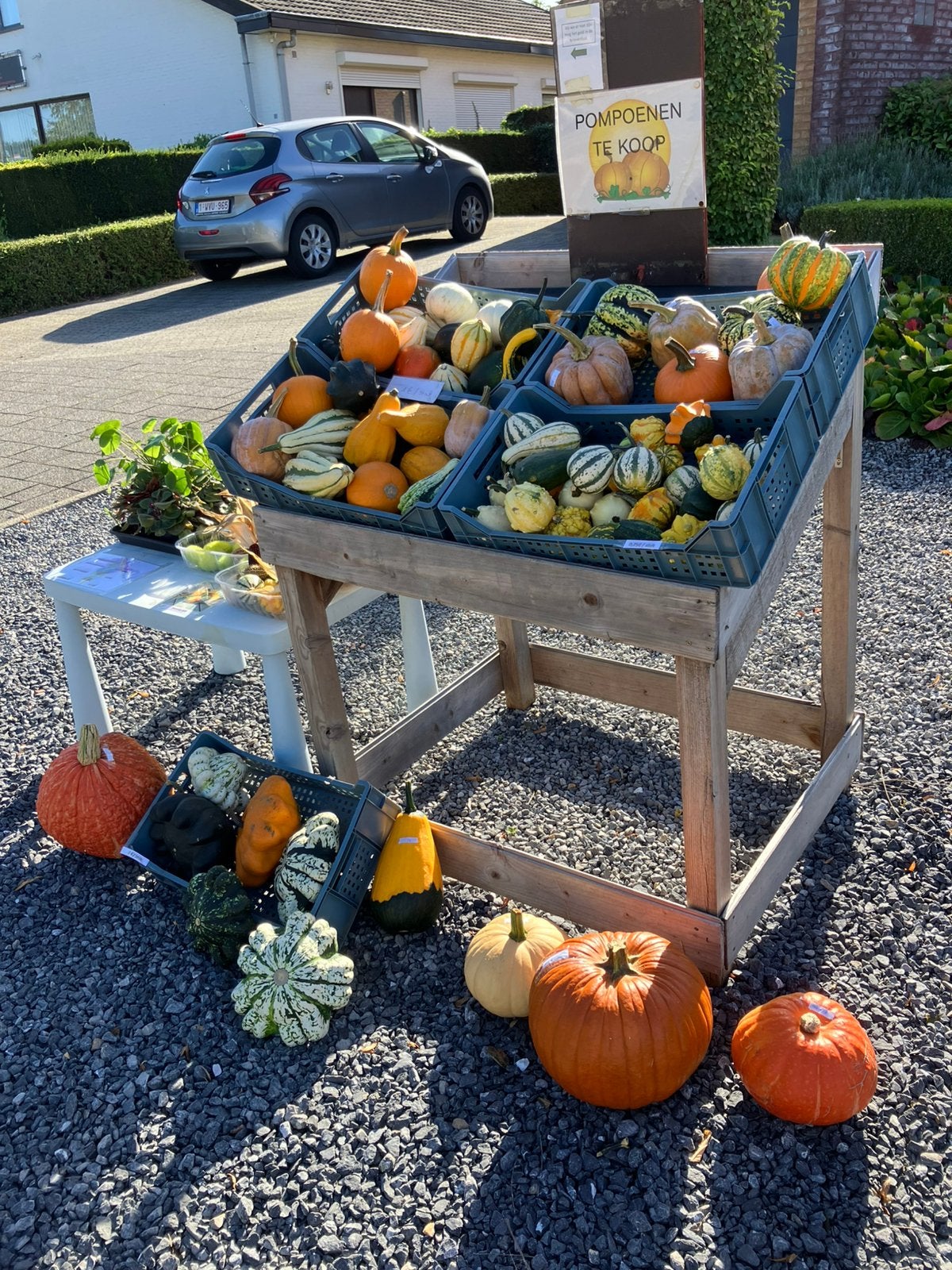 Allerlei pompoenen, Ophalen, Nieuw