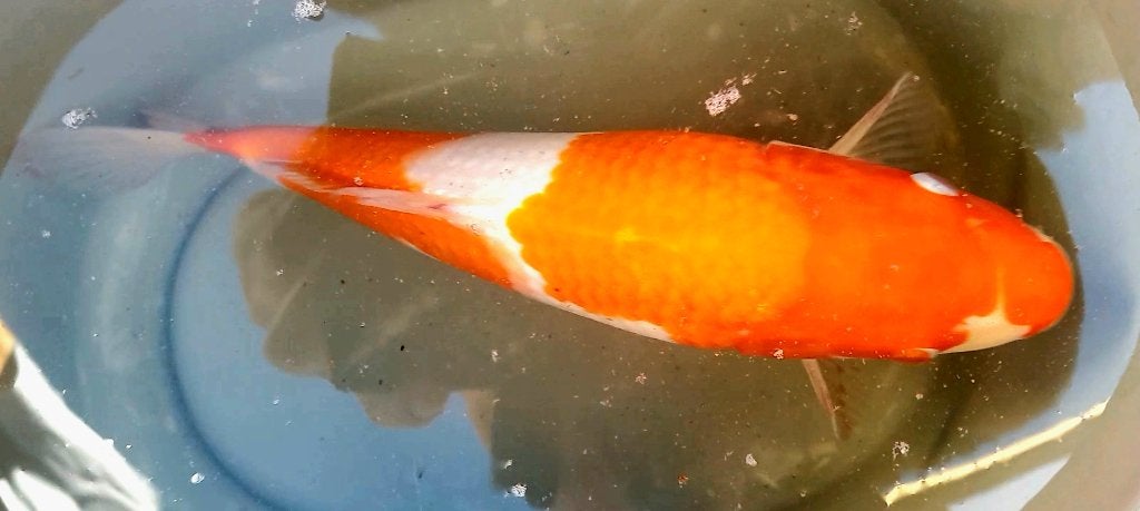 Mooie Kohaku, Dieren en Toebehoren, Karper of Koi