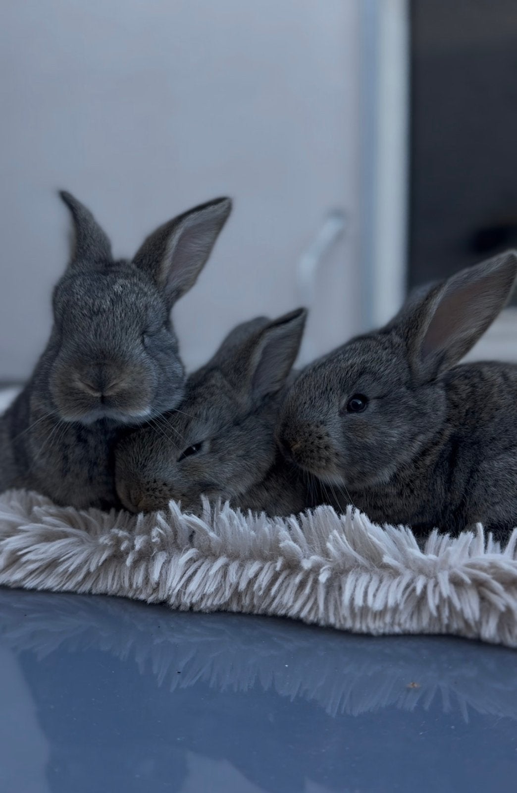 Lapin geant des flandres, Enlèvement, Soins