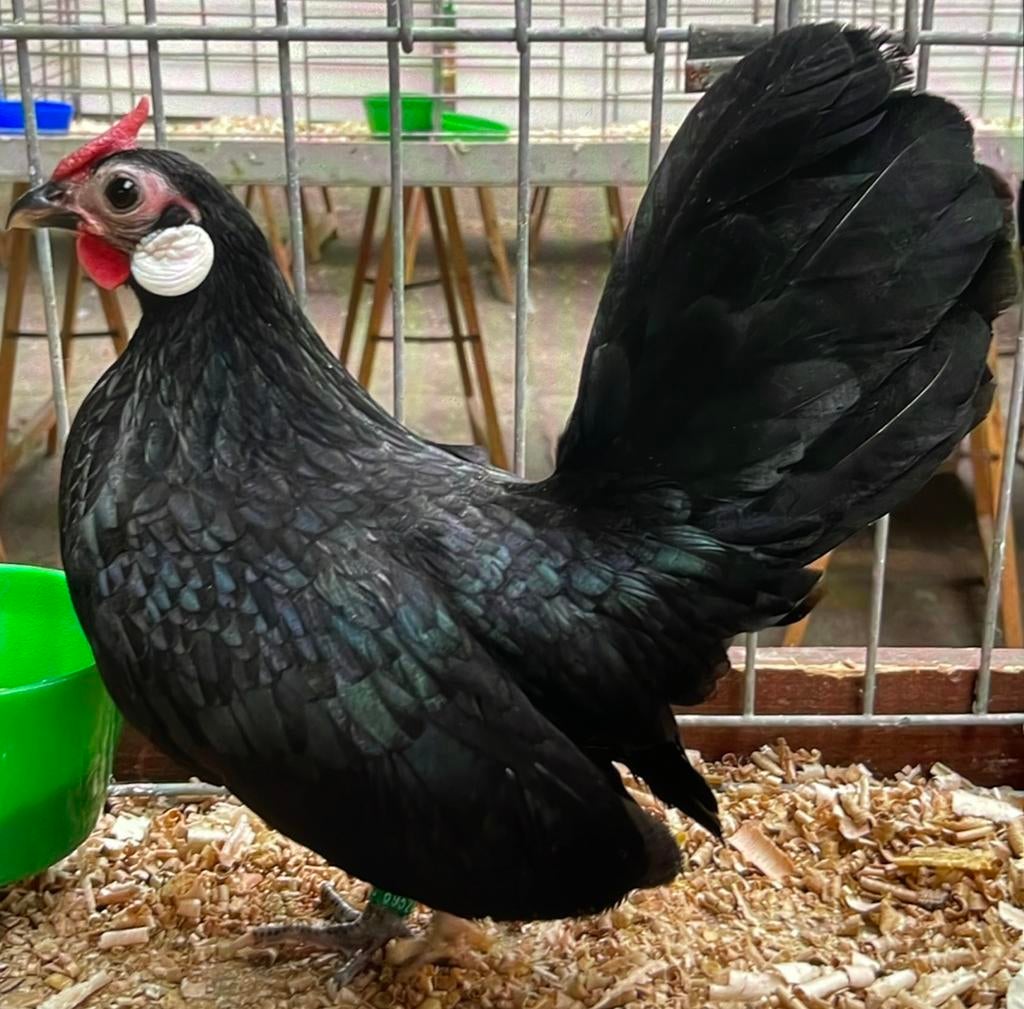 Œuf fécondé java kriel noir, Dieren en Toebehoren, Pluimvee, Meerdere dieren, Kip