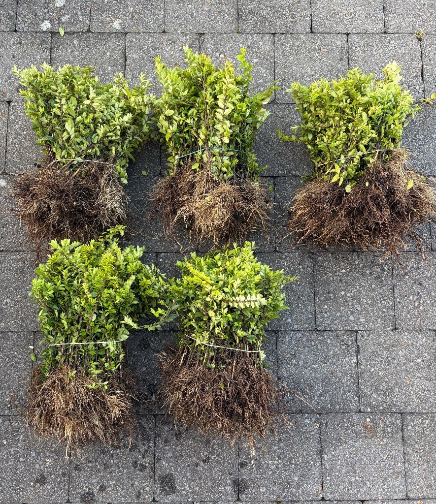 Lonicera planten, Tuin en Terras, Planten | Tuinplanten, Ophalen of Verzenden, Vaste plant