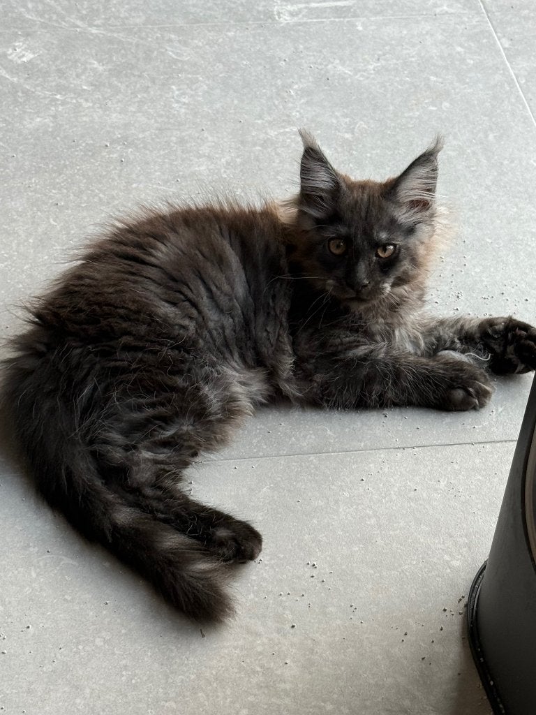 Prachtig Black Smoke Maine Coon kitten met stamboom, Chat, Avec pedigree, 0 à 2 ans