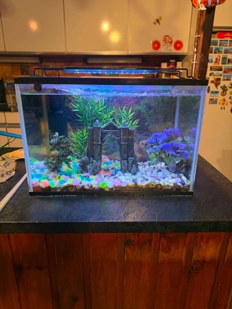 aquarium avec un laveur de vitre et 3 pompe filtre, Animaux & Accessoires, Poissons | Aquariums & Accessoires, Enlèvement, Utilisé